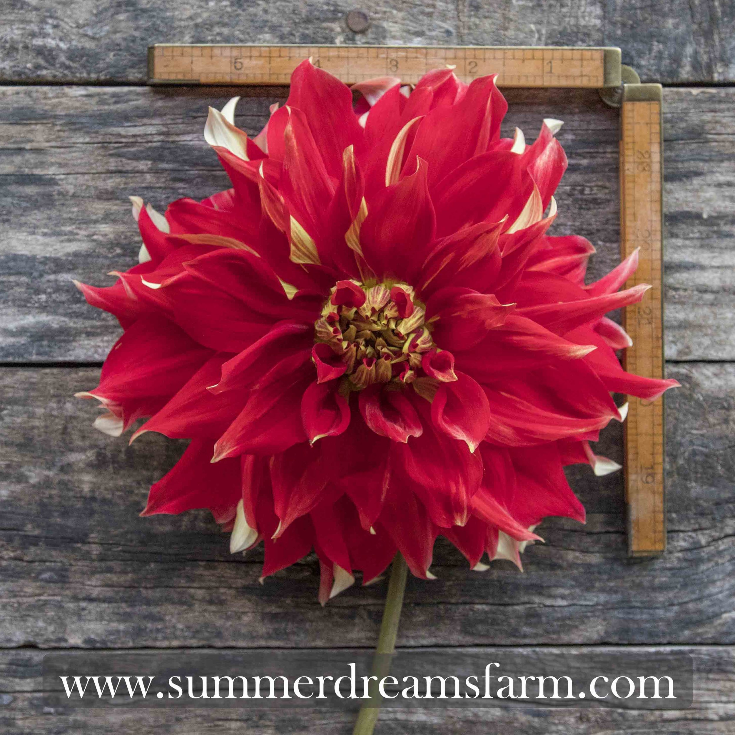 Dahlias by Color - Red — Dahlia | SummerDreamsFarm